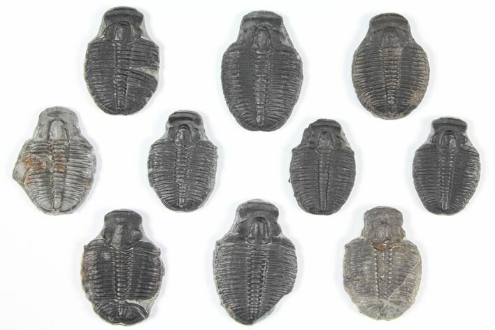 Lot: Elrathia Trilobite Molt Fossils - Pieces #92112